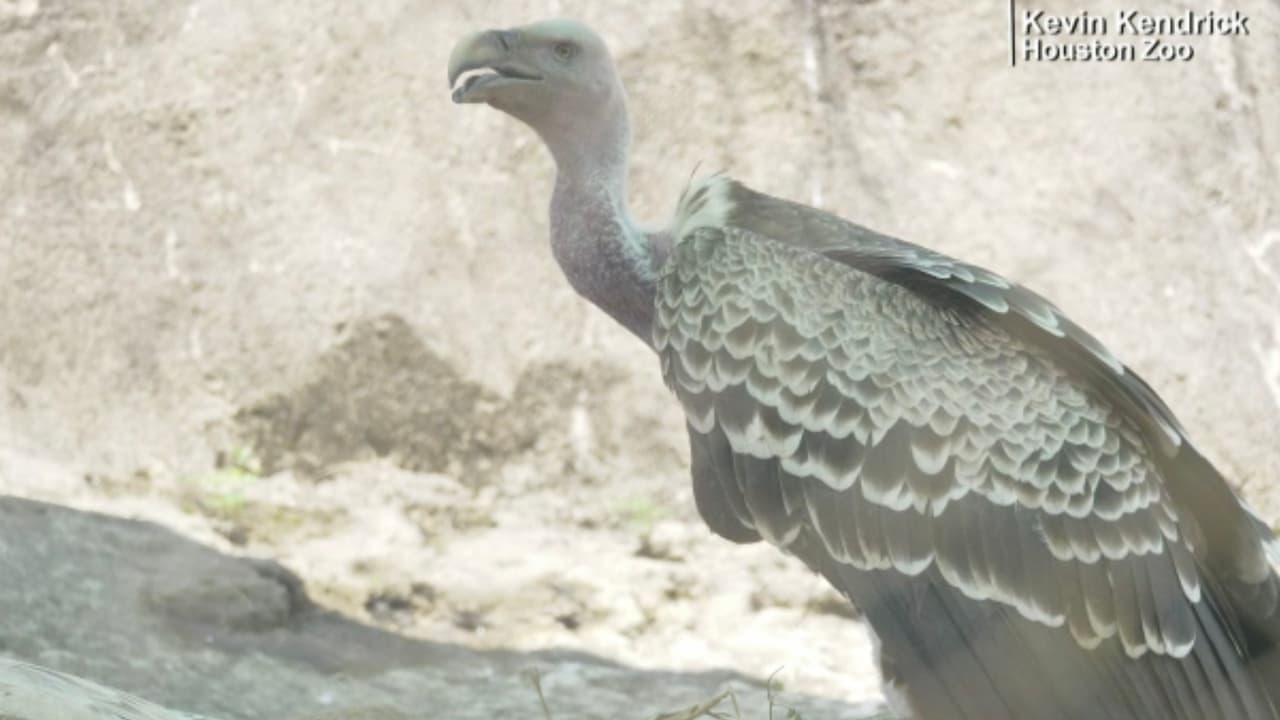 El doctor Varón explica que las personas deben de ser extremadamente precavidas al comer caldo de animales no domesticados o salvajes porque se han registrado casos en que transmiten infecciones muy graves que han causado la muerte.