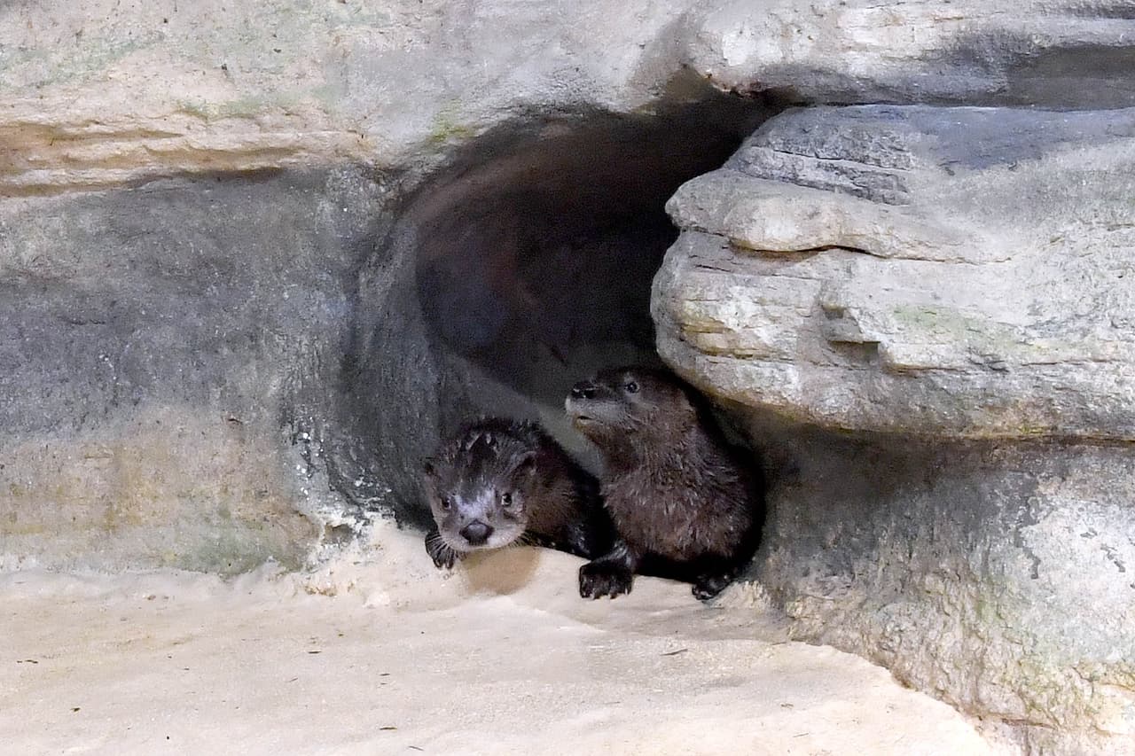 Aunque no estaba a la vista del público, las pequeñas estuvieron muy ocupadas conviviendo con su madre y aprendiendo como nadar, mientras se acostumbraban a su nuevo hábitat.
<br>