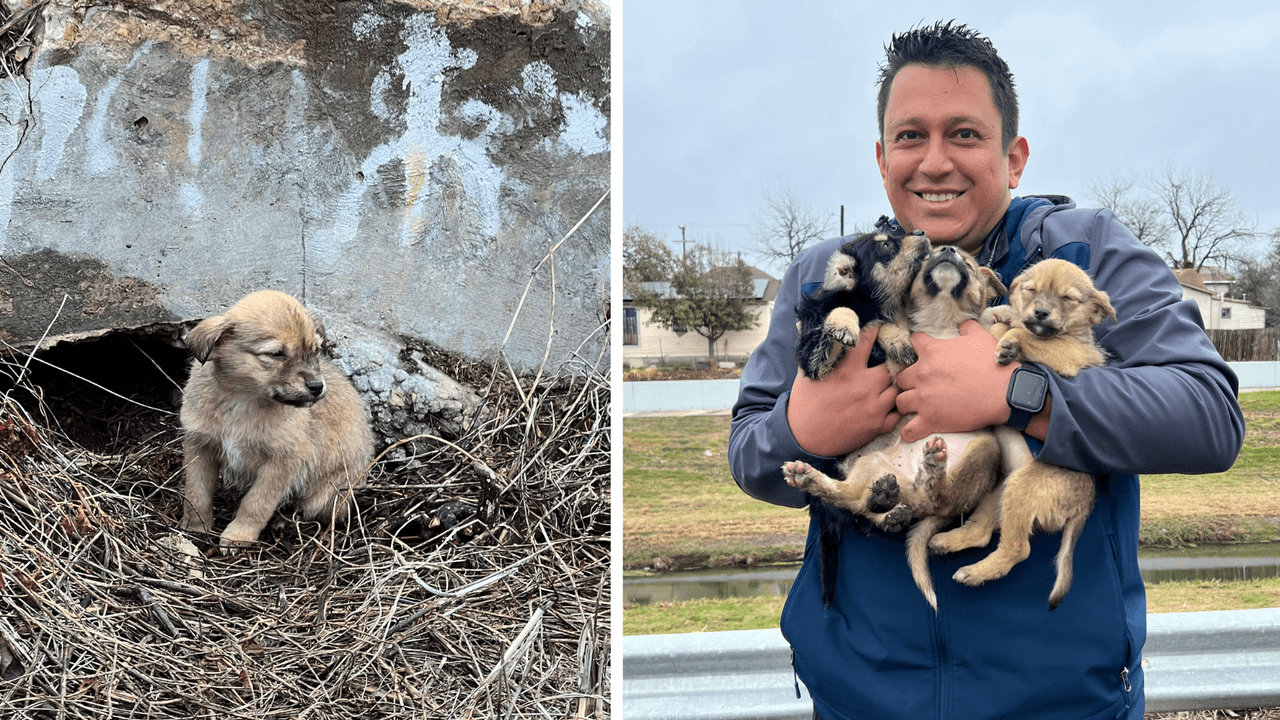 Encontraron a tres cachorros abandonados en una zanja en la tormenta invernal 