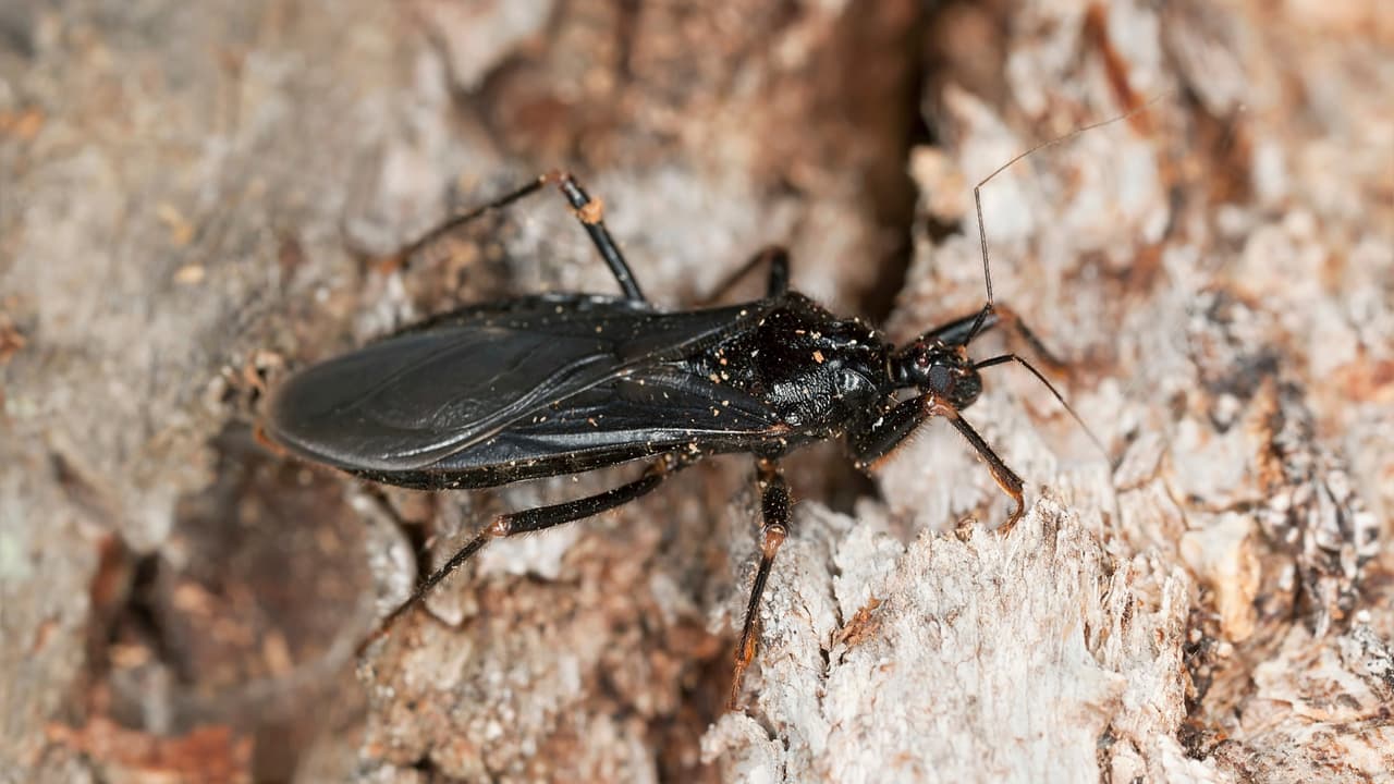 La "chinche besucona": por qué al CDC le preocupa su presencia en California y otros estados