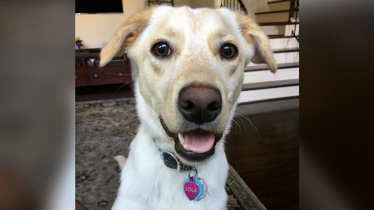 “La bella Lola, rescatada en Harvey”, escribió Gerardo López.