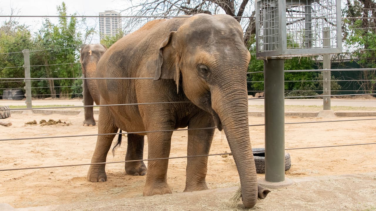 El zoológico espera dos “enormes” partos esta primavera: dos bebés elefantes.