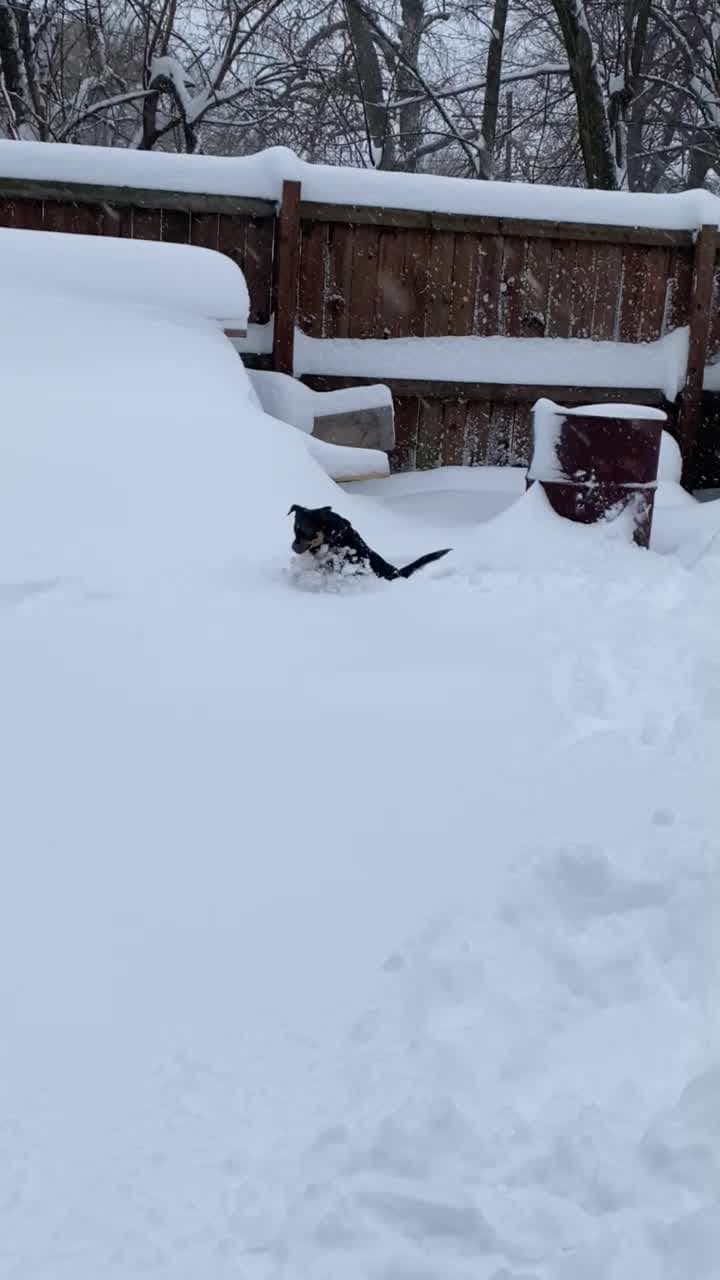 Mariachis, mascotas y la creatividad de Chicago después que caen mas de 8 pulgadas de nieve en las ultimas 24 horas