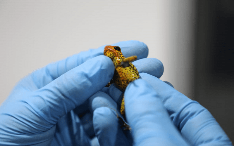 El sospechoso, que está arrestado, dijo que trató de pasar ilegalmente los animales por la frontera a petición de un ciudadano alemán.