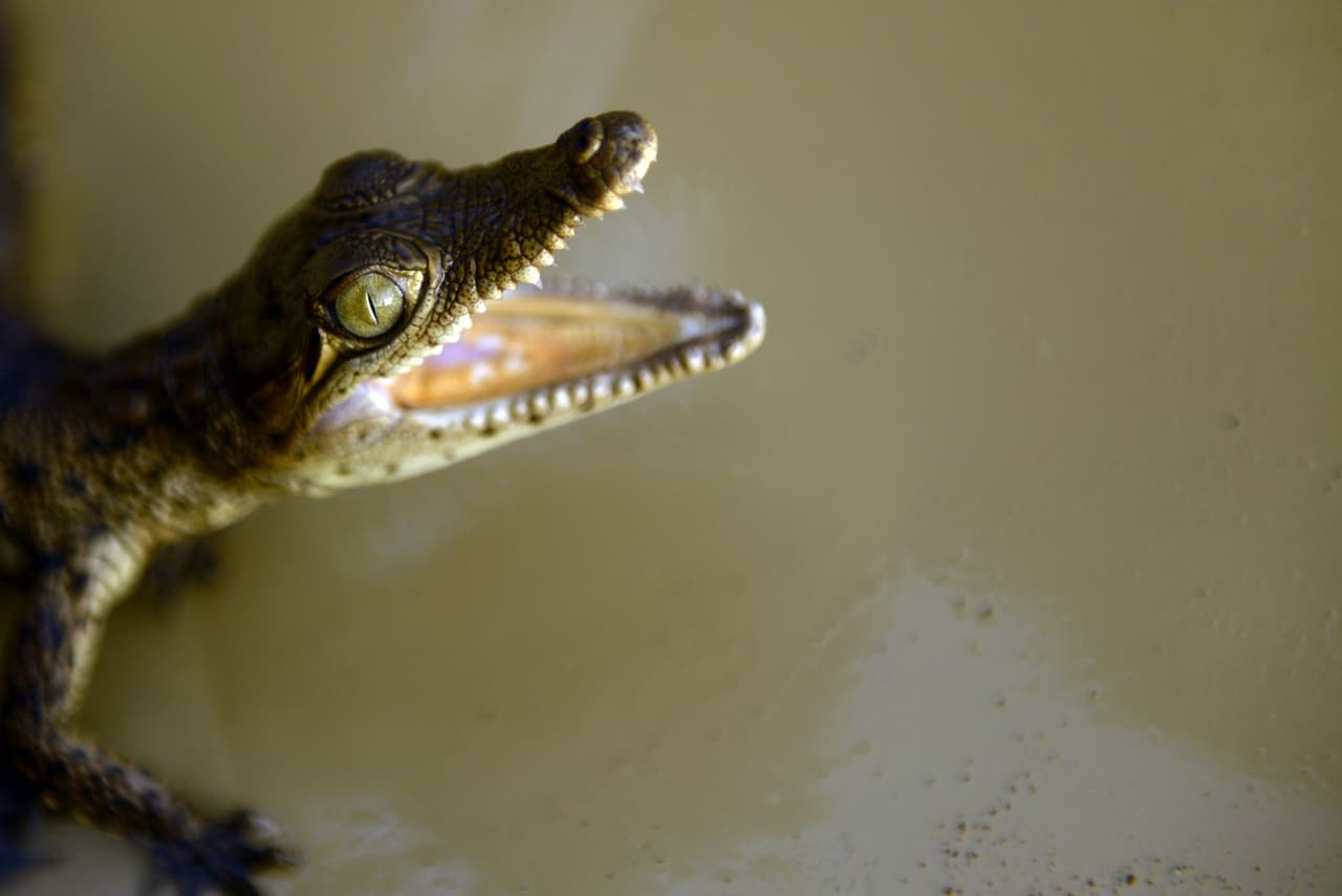 Desde pequeños, estos animales poseen un tercer párpado transparente que protege el ojo cuando están sumergidos en el agua. Sin embargo, el tercer párpado no les permite enfocar así que dependen de otros sentidos cuando están bajo el agua.