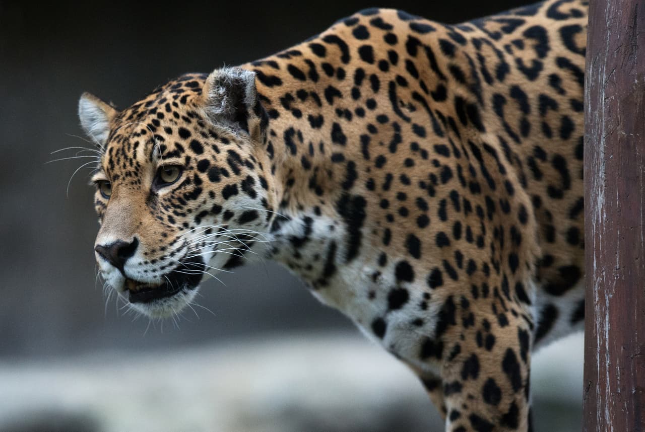 Un jaguar escapa de su jaula en el zoológico de Nueva Orleans y en una hora mata a seis animales