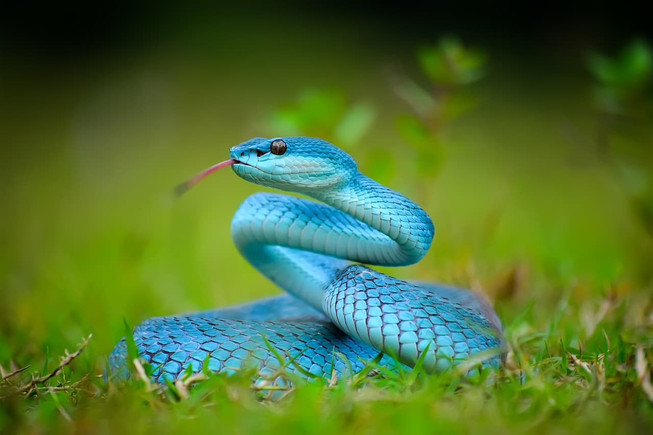 Trimeresurus Insularis Blue, Beautiful Pit Viper