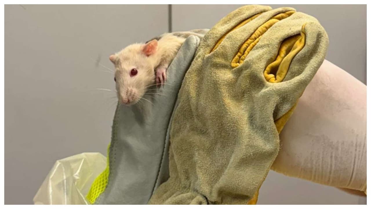 Mujer poseeía cientos de ratas como mascotas en su vivienda en Brookhaven, Long Island