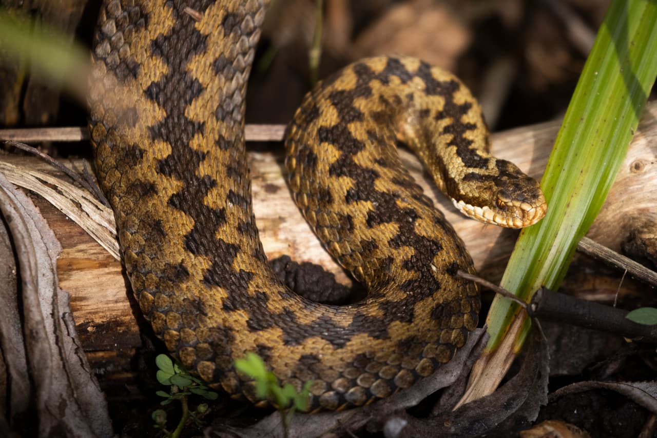 Las serpientes también buscan terrenos más altos y refugio de la lluvia, lo que significa que podrían aparecer en su casa o vecindario.