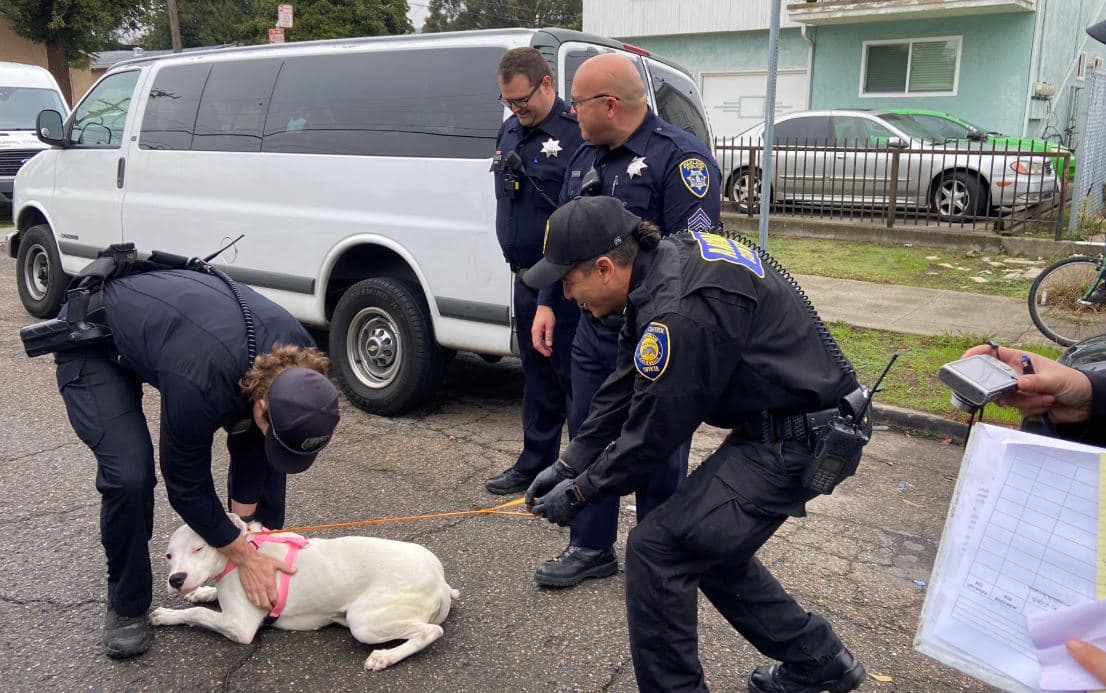 El vehículo Ford Transit 350, de 2016, se recuperó en el este de Oakland en la intersección de 81st Avenue y Olive Street. La Policía de Oakland confirmó que 24 perros en sus cajas estaban en el vehículo operado por la compañía D&J's Pet Transport, que supuestamente estaba en el proceso de llevar a los animales adoptados a sus respectivos dueños en todo el país.
<br>
