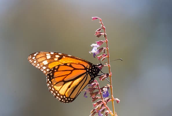 Las mariposas monarcas ingresan a la parte de Texas de esta ruta migratoria durante los últimos días de septiembre. 
<br>
<br>Para octubre, la mayoría ha pasado a México.