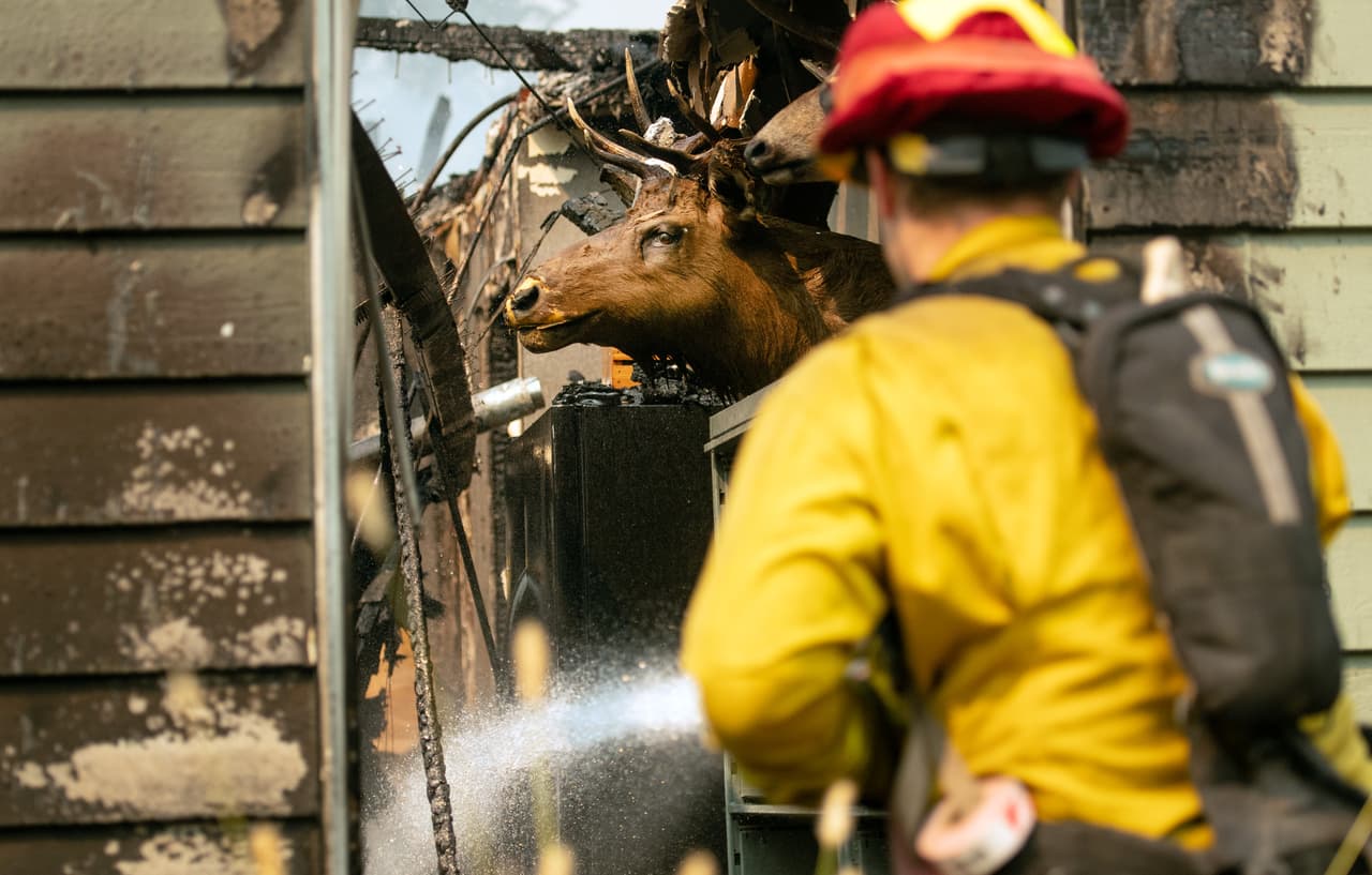 Se observa una cabeza de alce montada en una pared mientras un bombero CalFire humedece una casa en llamas durante el incendio Carr en Redding, California, este 27 de julio.