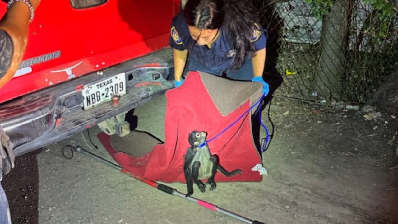 Rescatan a un mono que mordió a una persona mientras andaba por las calles del sureste de Houston