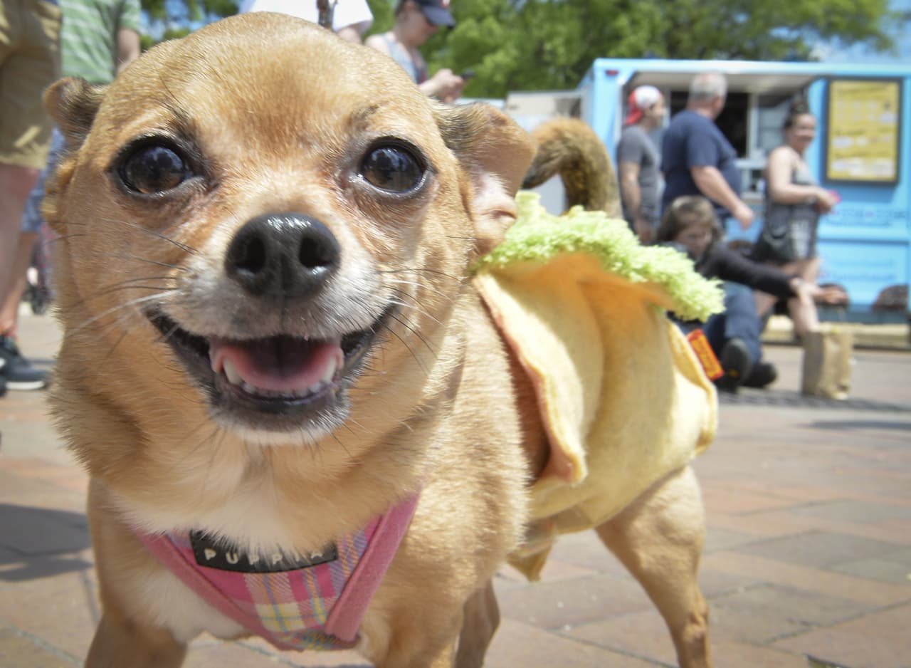 Entre las primeras razas de perros domesticados hubo varias de origen mexicano