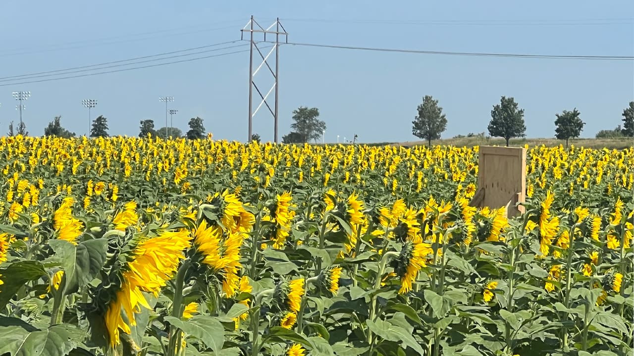 <b>L&A Family Farms</b>
<br>En esta granja te esperan un laberinto de girasoles, uno de maíz y hasta verduras y animales. La granja se ubica a 3 horas al sur de Chicago, en el Condado Paris. 
<br>La experiencia de los girasoles está disponible hasta el 16 de julio y puedes complementarla con actividades como sesiones de fotos y hasta yoga en el campo de girasoles. 
<br>
<br>
<b>¿Dónde?</b> L&A Family Farms (21661 Staley Rd. Paris, Il.)
<br>
<b>¿Precio?</b> $8 entre semana, $10 los fines de semana. 
<br>Para más información, 
<a href="https://www.lafamilyfarms.com/" target="_blank">consulta esta página</a>.