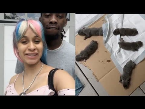 Otra de las razones poderosas para que Cardi B podría no querer apartarse de su casa, es que su perra tuvo cachorros el 8 de junio y son siete. Cuando nacieron la celebridad se puso eufórica en YouTube y dijo: "Tengo ocho hijos".