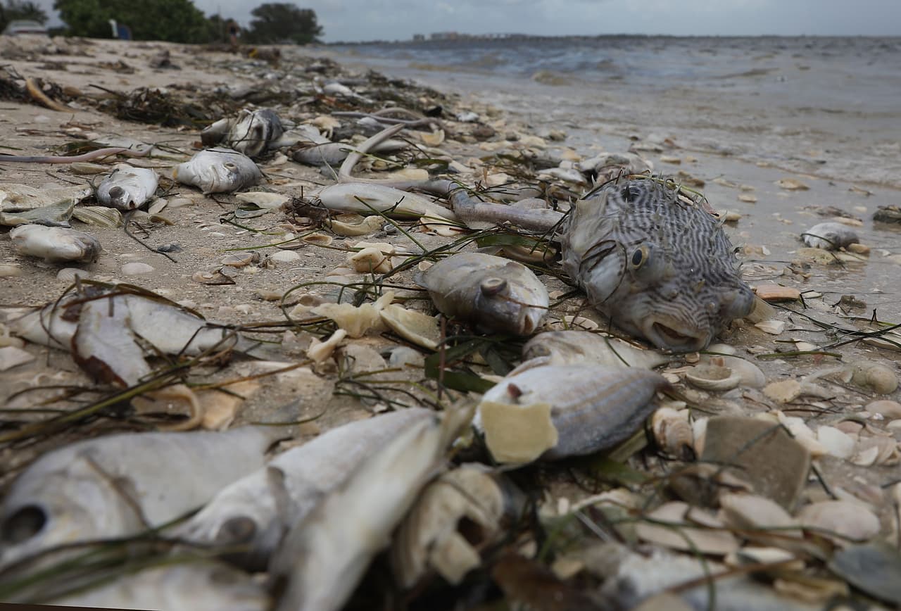 La temporada de marea roja en la costa oeste de Florida generalmente dura de octubre a febrero, pero la actual se ha mantenido por alrededor de 10 meses, matando grandes cantidades de peces, así como tortugas marinas, manatíes y al menos un tiburón ballena en la zona de Sanibel.