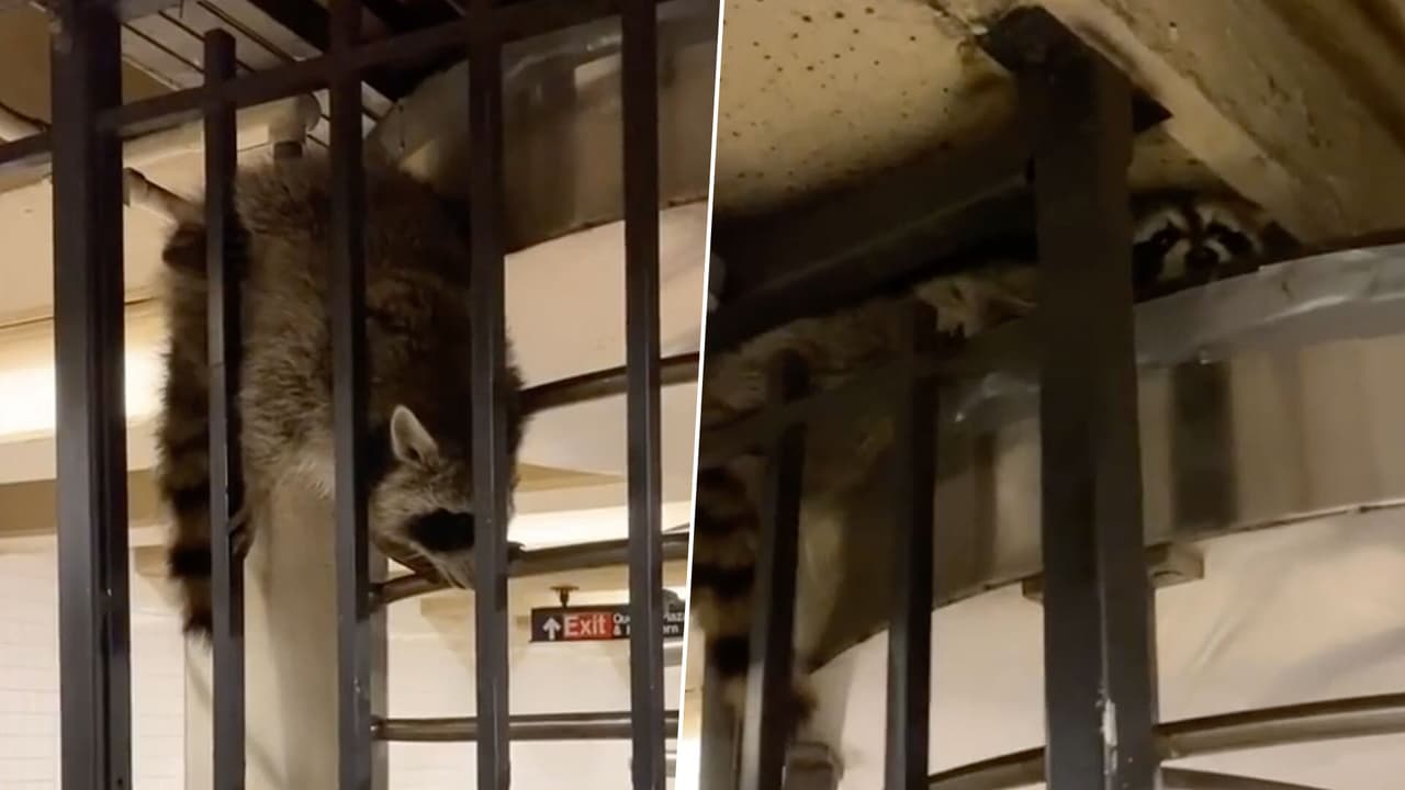 Mapache intenta 'colarse' al Metro de Nueva York de una forma peculiar y desata burlas