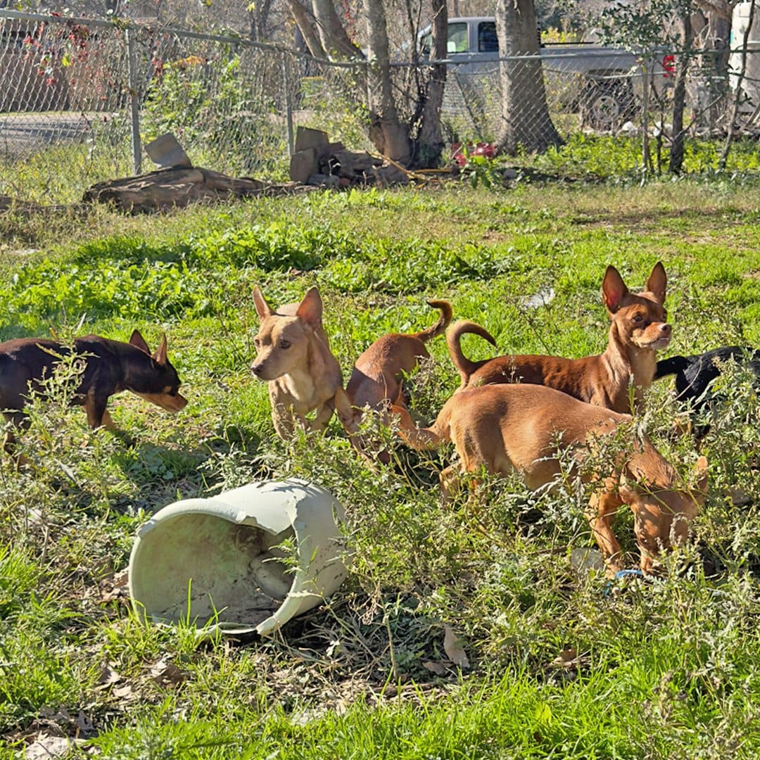 Luego de brindarles atención médica a los que la requerían y ponerlos al día con sus vacunas, los 21 perritos fueron puestos en adopción.