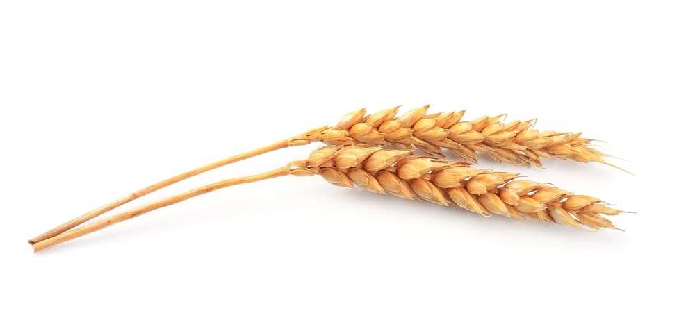 Atrás de esto, en un jarrón, florero o copa coloca las espigas doradas.