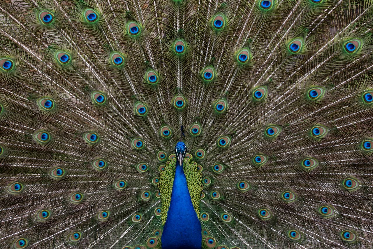 Los pavos reales macho sacuden las plumas de su cola para atraer a las hembras. Lo hacen de tal manera que la cola vibra a una frecuencia que genera un resonancia donde el ‘ojo’ en las plumas aparenta mantenerse quieto contra un fondo iridiscente oscilante mientras suena un sensual castañar. Aquel que genera la mejor ilusión óptica gana el favor de la hembra.