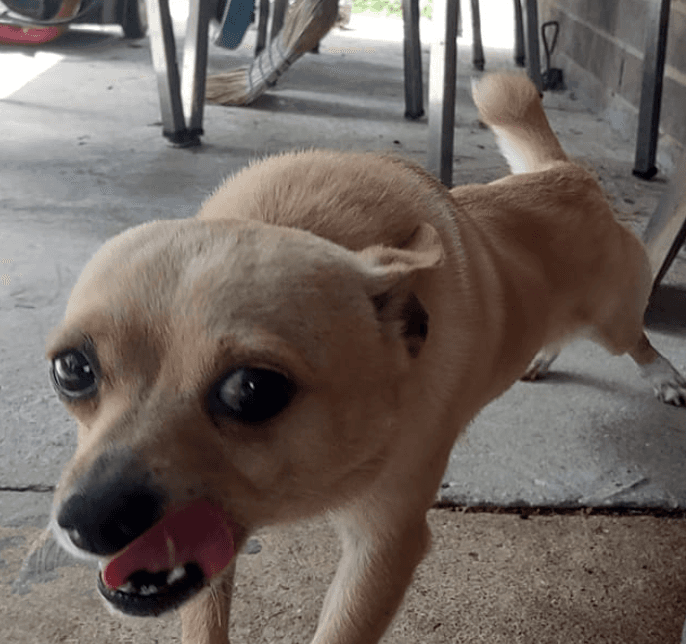 Día Nacional de las Mascotas