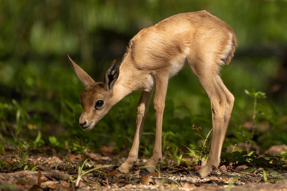 Pesó un poco más de 3 libras y actualmente tiene el tamaño de un perro Chihuahua. 
<br>