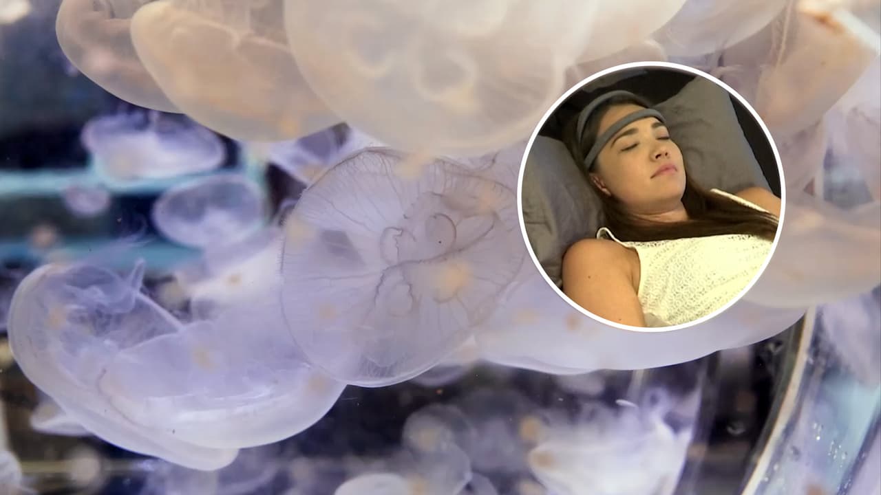 ¿Qué tienen en común las medusas y los humanos? A pesar de no tener cerebro, dormirían como nosotros