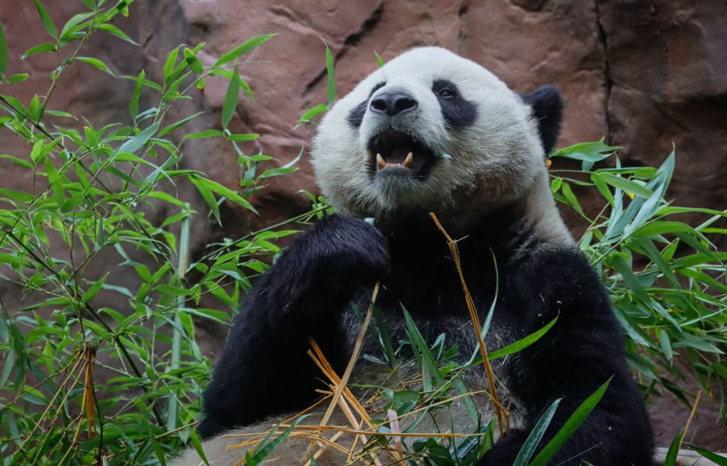 Según la cadena estatal china CCTV, 
<b>Yun Chuan nació el 28 de julio de 2019</b> y se le conocía como un panda "inteligente".