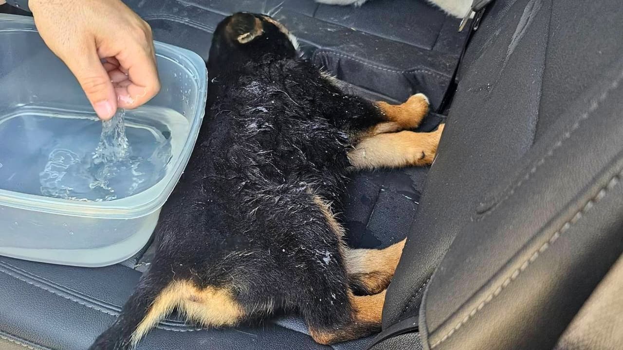 Uno de los cachorritos descansa dentro de una patrulla, mientras uno de los agentes trata de refrescarlo.