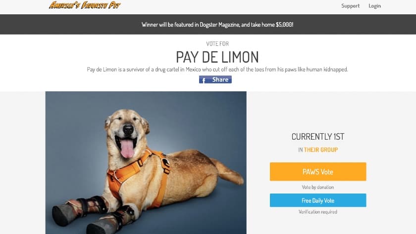 Puede votar por Pay de Limón en la página 
<a href="https://americasfavpet.com/2023/pay-fb6c?fbclid=IwAR21Lh8whCwkXYZvGwTDunkG6u6IBs7AYZX_8sO7rocvKNjilNcvXZTcBSE" target="_blank">de "America's Favorite Pet" (la mascota favorita de Estados Unidos)</a>.