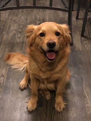 Jocelyne Vega quiso presentar a su querendón canino.