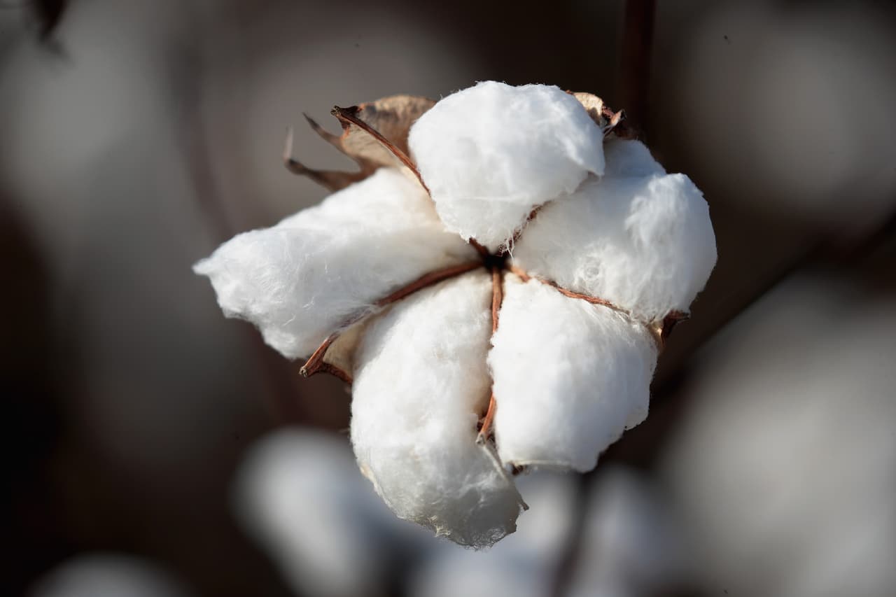 El algodón es otro de los principales productos que crecen en California. El condado de Kings es líder en su cosecha con una venta superior a los $270 millones de dólares.