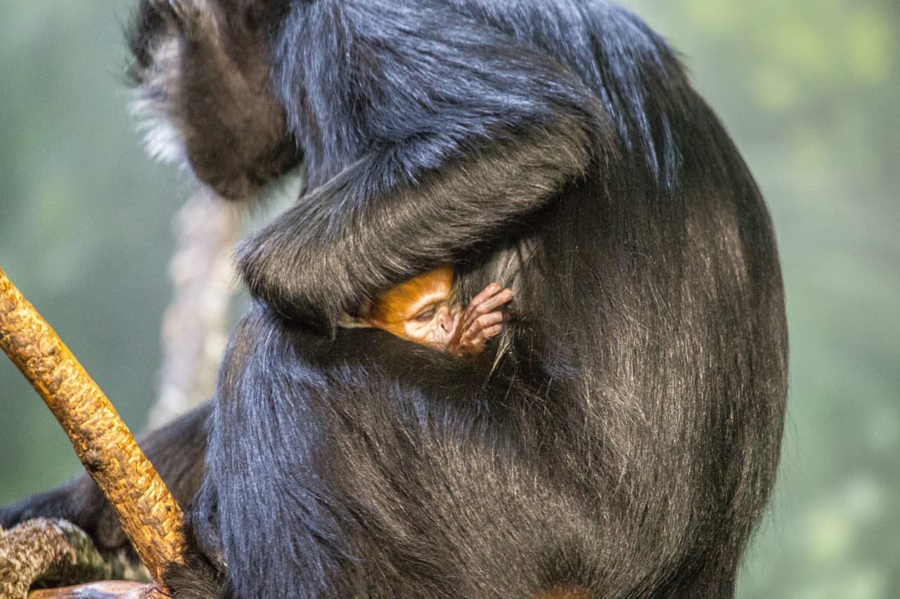 La familia de los primates del zoológico Lincoln recibió la visita de la cigüeña.
