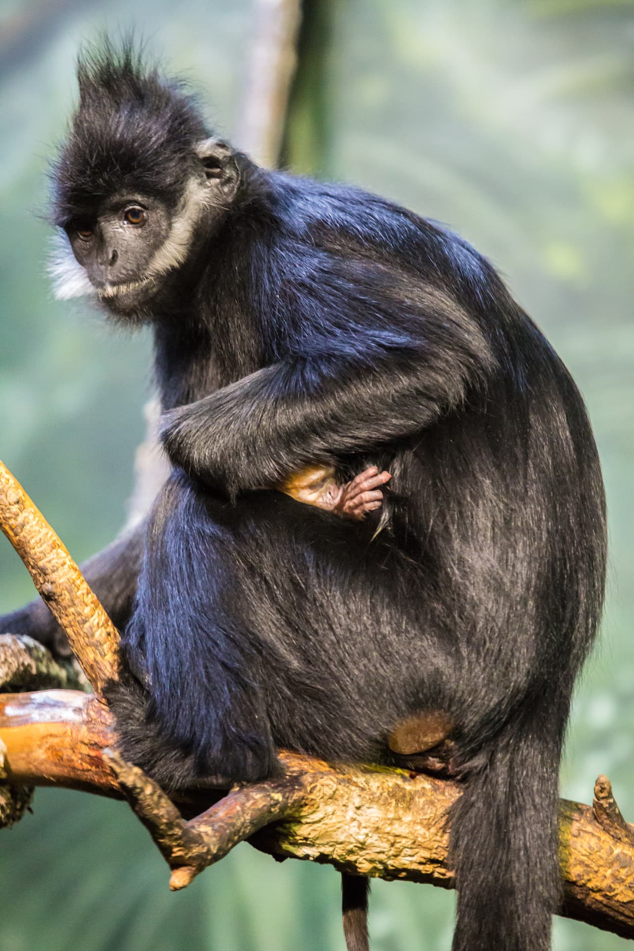 Si quieres conocerlo, visita la Helen Brach Primate House, que está abierta diariamente de 10 am a 5 pm.