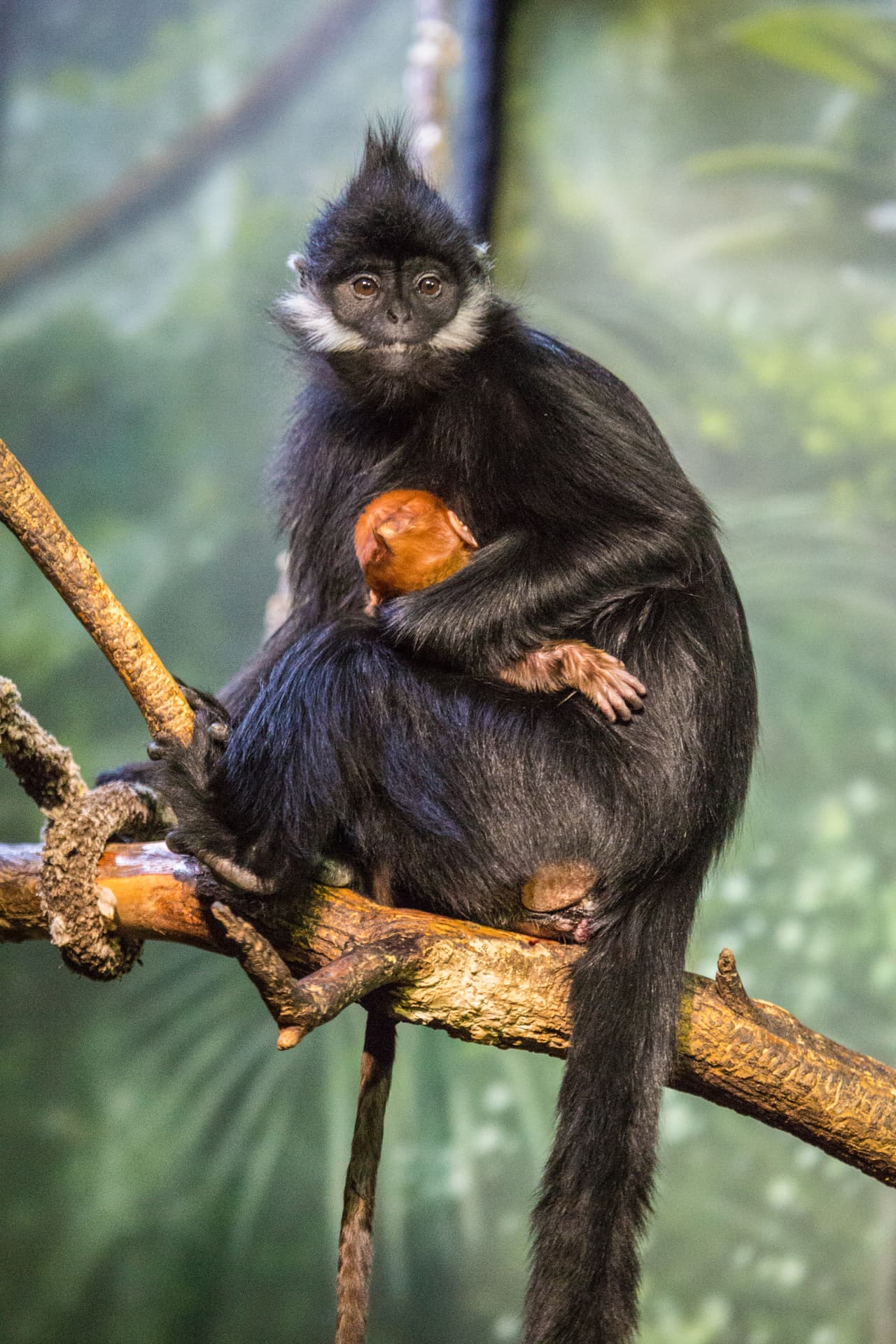 El Langur de Francois (Trachypithecus francoisi) es natural de Asia y está considerado como una especie en peligro de extinción por la International Union for the Conservation of Nature (IUCN).