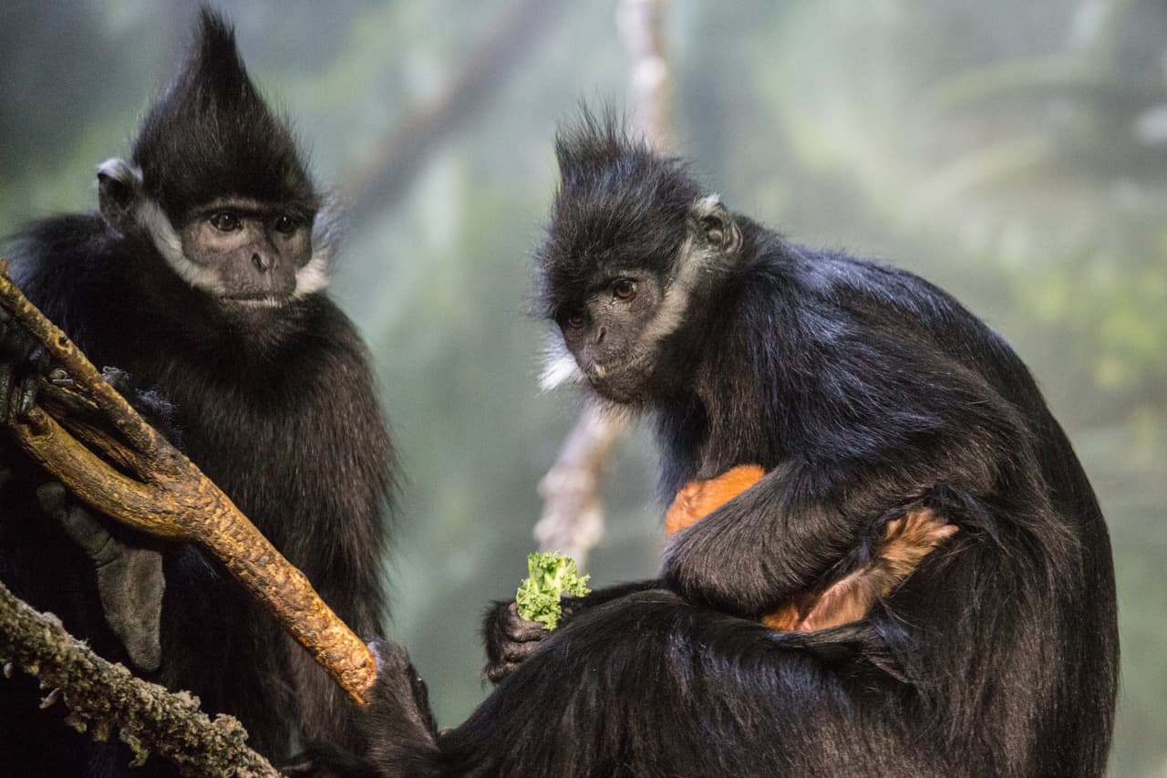 El bebé, que aún no tiene nombre, tiene seis hermanitos nacidos en cautiverio.