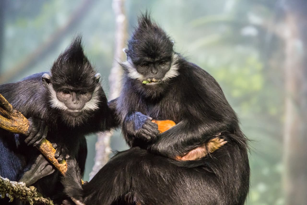 El pequeño miembro de la familia perteneciente a la especie de Languar de Francois nació el pasado 2 de diciembre.