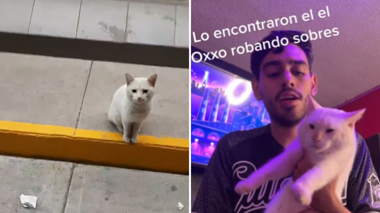 Gatito que mendigaba comida era un farsante: Su dueño lo encuentra gracias a video viral