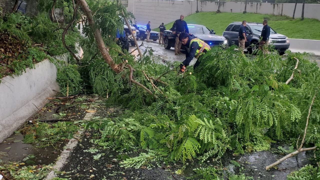 Los fuertes vientos han derribado árboles y han ocasionado cierres de vías.