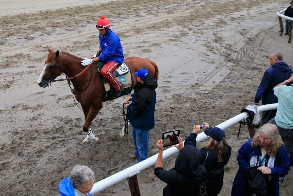 Sus orejas se movieron al captar el sonido de los disparadores de las cámaras.