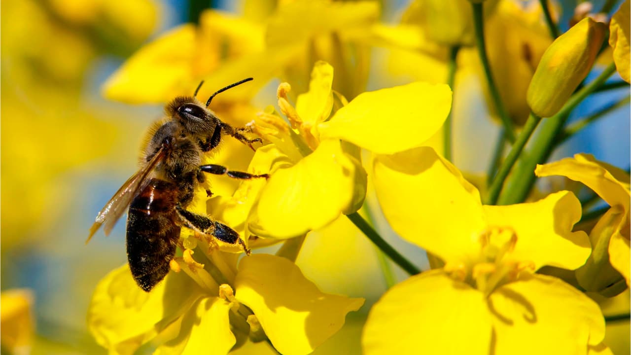 Los alérgicos en la Bahía se verán expuestos esta primavera a niveles altos de polen  