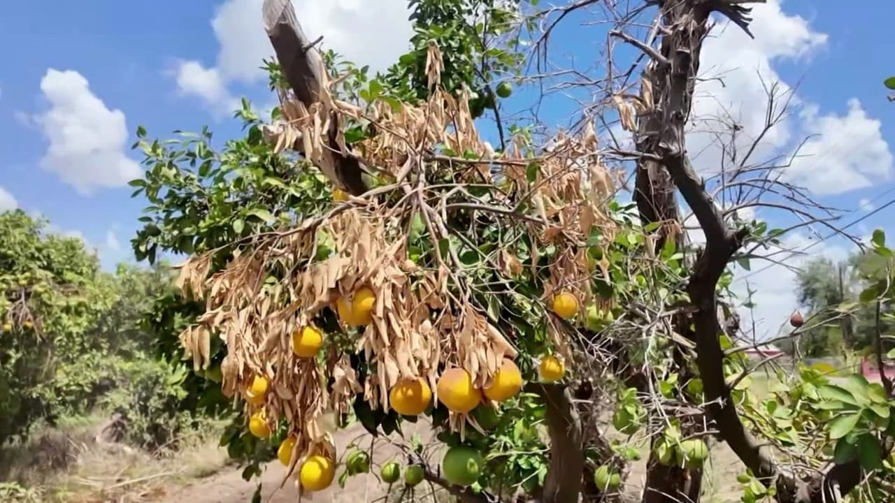 ¿Productos que no llegarán a tu mesa? Así puede afectarte la falta de trabajadores agrícolas por temor a las redadas