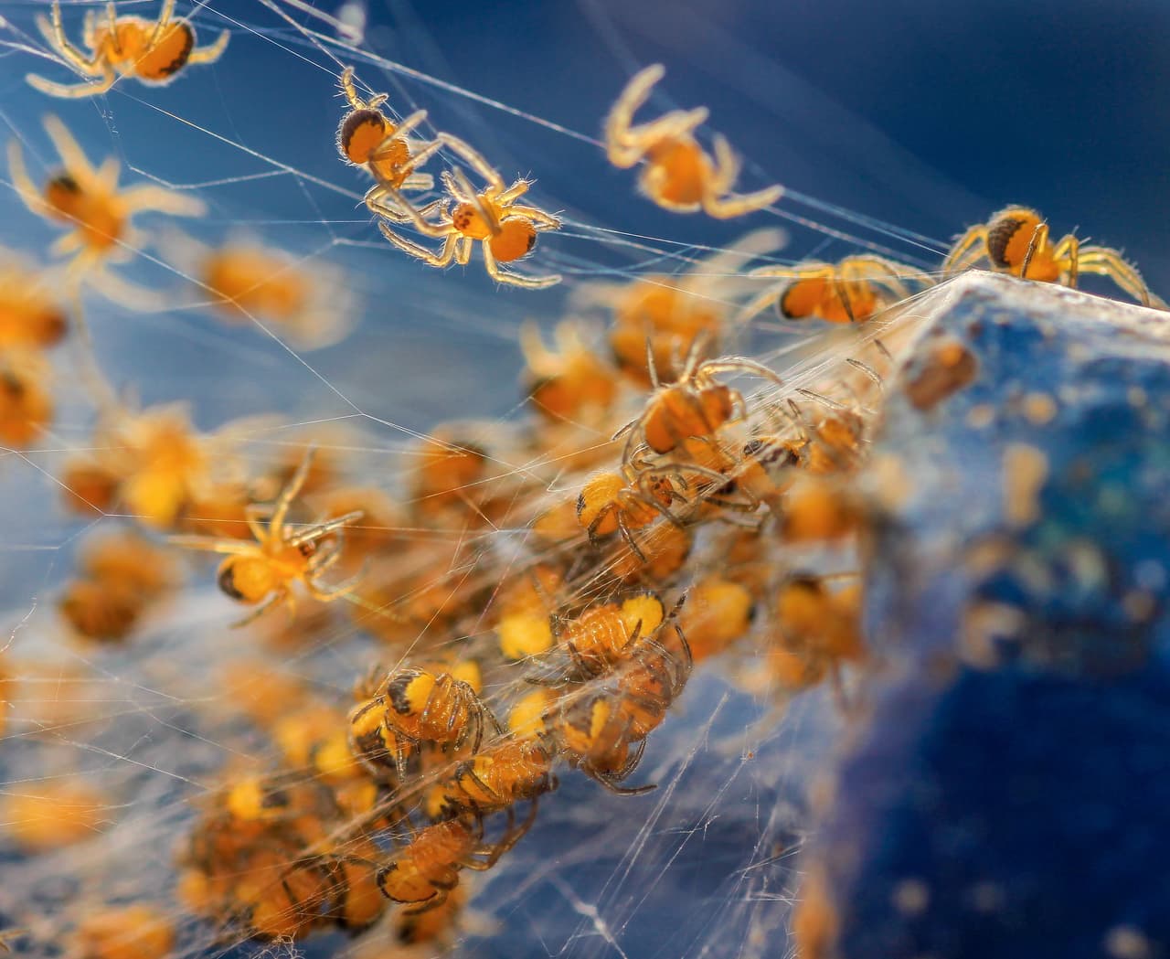 ‘Bebés del jardín’. Araña de jardín, fotografiada en Nottinghamshire, Inglaterra. Ganadora de la categoría 'Comportamiento Animal'.