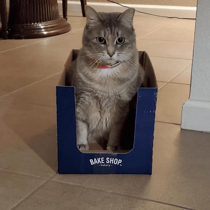 Leticia Costa, presenta a su gata, Summer a quién le encanta meterse en toda caja vacia que vea.