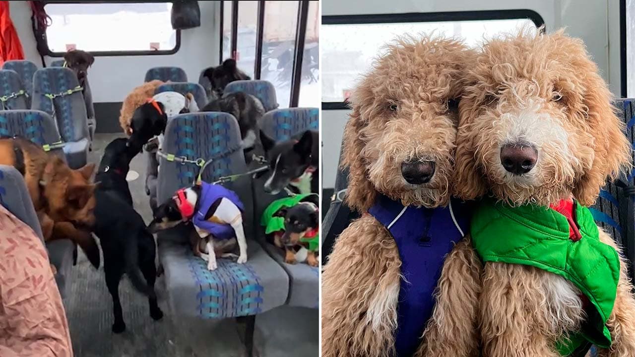 La adorable historia detrás del autobús de perros que enamoró al Internet