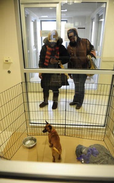 Adoptar un perro de refugio tiene muchas ventajas que a primera vista no solemos tomar en cuenta.