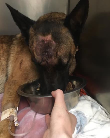 Su recuperación fue lenta, pero con el paso de los días 'Eva' logró despertar y empezó a mostrar una mejoría. Los veterinarios consideraron que con suerte y por su corta edad, dos años y medio, 'Eva' tenía posibilidades de recuperarse.