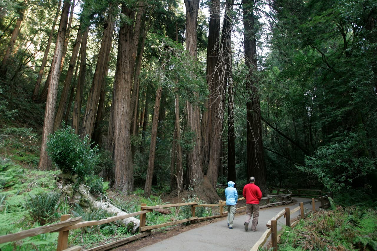 El condado de Marin se ubica en la parte noroeste de la Bahía de San Francisco y es conocido por tener algunos de los barrios más exclusivos, como Tiburon y Sausalito. También en casa del Parque Monumento Nacional Muir Woods.