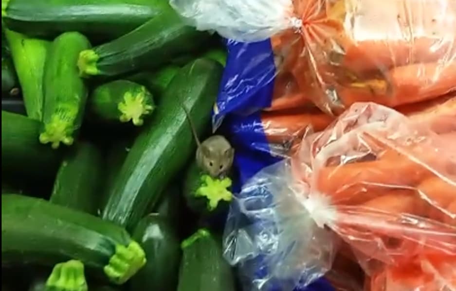 Cierran mercado El Super por infestación de ratones